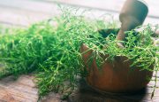 Herbs for Osteoporosis