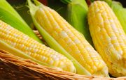 Nutritious Foods for Osteoporosis