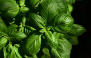 Herbs for Osteoporosis