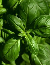 Suffer from Osteoporosis? Try Using These Herbs to Improve Your Bone Health Suffer from Osteoporosis? Try Using These Herbs to Improve Your Bone Health